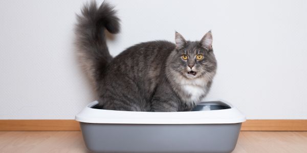 Cat peeing over edge deals of litter box